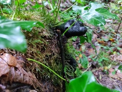 Xylaria polymorpha