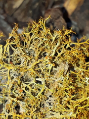 Teloschistes inflatus