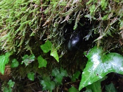 Xylaria polymorpha