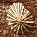 Striped False Limpet - Photo (c) Peter Crowcroft, some rights reserved (CC BY), uploaded by Peter Crowcroft
