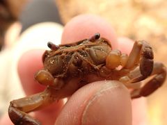 Cyclograpsus audouinii