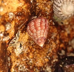 Prothalotia pulcherrima