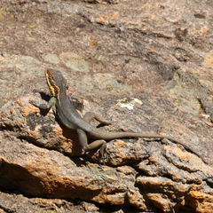 Ctenophorus modestus