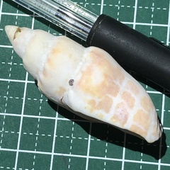 Mitra stictica