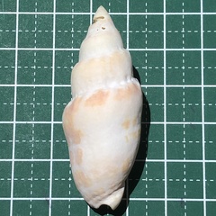 Mitra stictica
