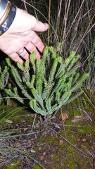 Crassula ericoides
