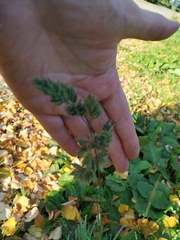 Dactylis glomerata