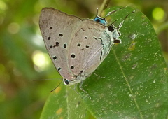 Pseudolycaena marsyas