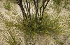 Allocasuarina muelleriana