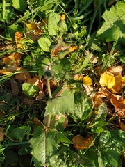 Sonchus oleraceus