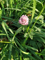 Trifolium pratense