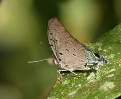 Pseudolycaena marsyas