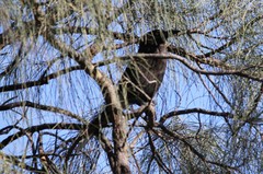 Strepera versicolor melanoptera