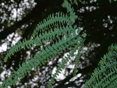 Ruffled maidenhair fern (Adiantum myriosorum)