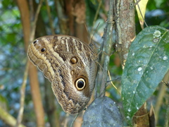 Caligo illioneus