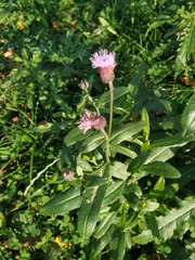 Cirsium arvense
