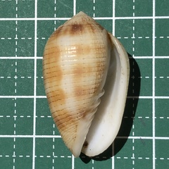 Pterygia dactylus