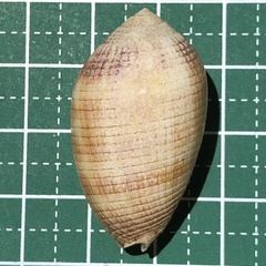 Pterygia dactylus