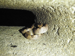 Leptodeira rhombifera