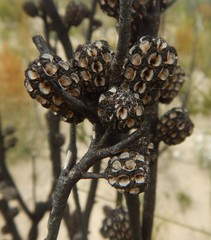 Allocasuarina muelleriana