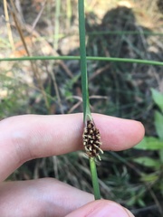 Chorizandra cymbaria