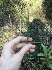 Chorizandra cymbaria