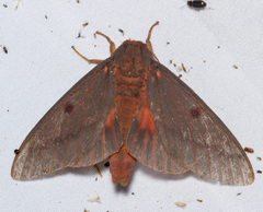 Citheronia sepulcralis