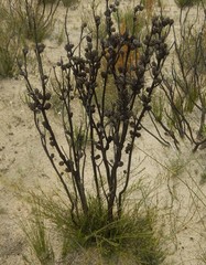 Allocasuarina muelleriana