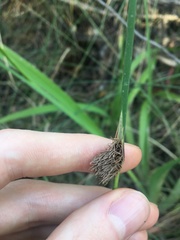 Chorizandra cymbaria