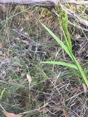 Chorizandra cymbaria