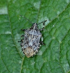 Apateticus lineolatus