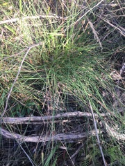 Chorizandra cymbaria