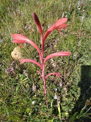 Watsonia tabularis
