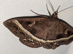 Metopta rectifasciata