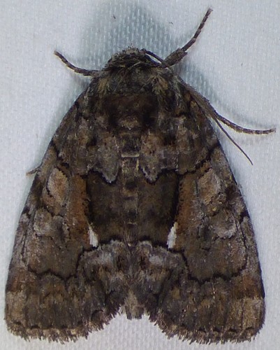 Barrens Chytonix photo 3