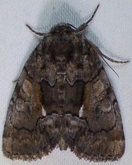 Chytonix