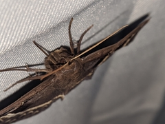 Metopta rectifasciata