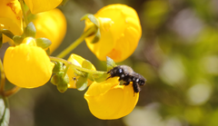 Chalepogenus subcaeruleus