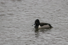 Aythya collaris