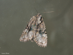 Oligia modica