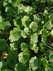 Malva pusilla