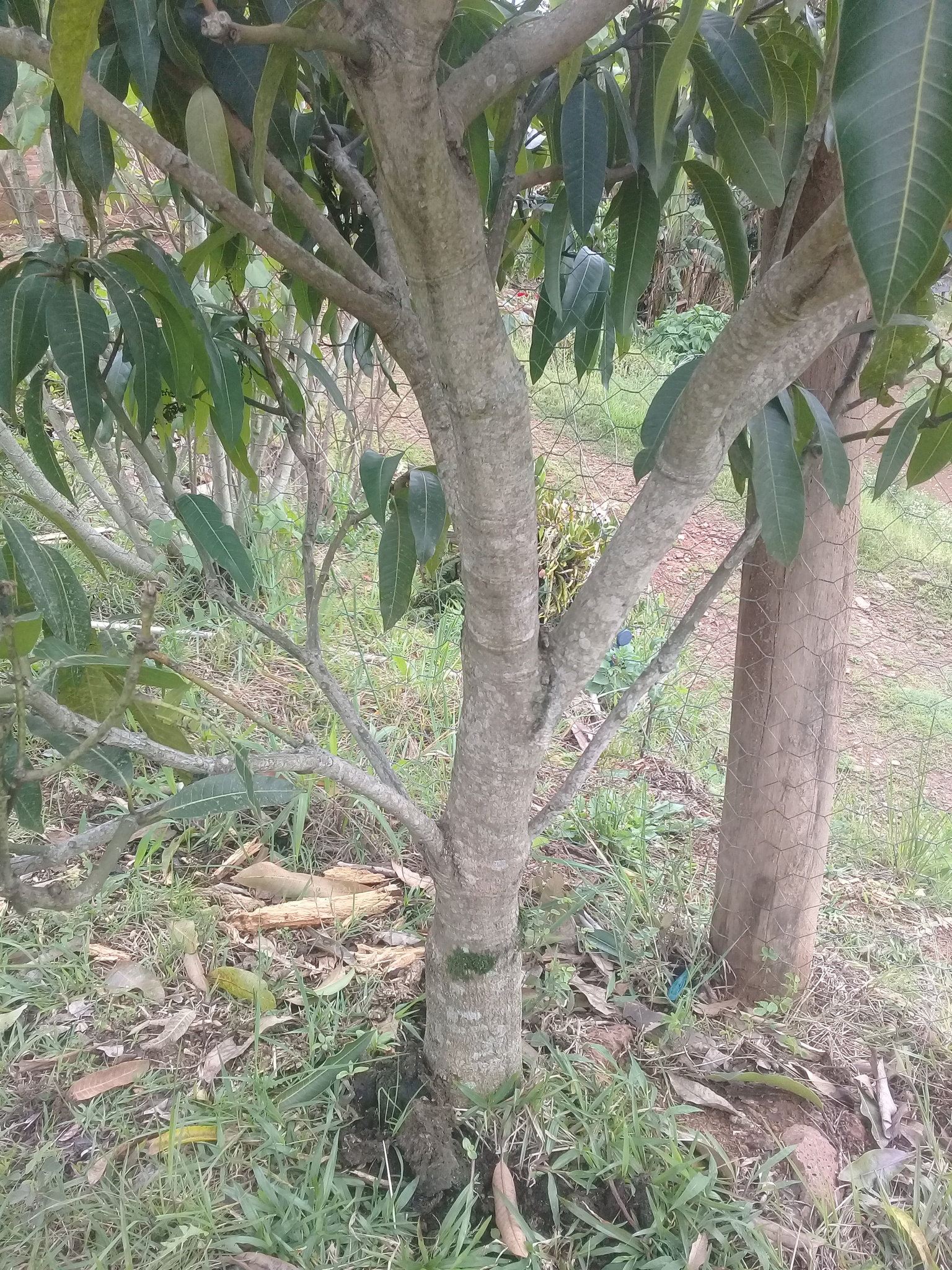 Mangifera indica