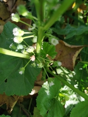 Malva pusilla