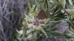 Electrostrymon guzanta