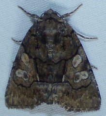 Chytonix