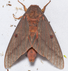 Citheronia sepulcralis