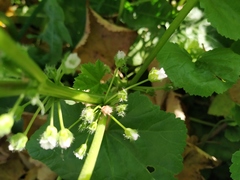 Malva pusilla