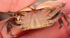 Cyclograpsus granulosus