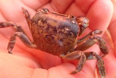 Cyclograpsus granulosus