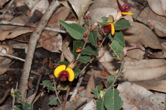 Bossiaea ornata